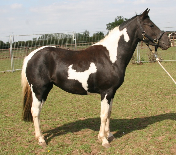 Greenfields Stud Coloured Sport Horses & Ponies.